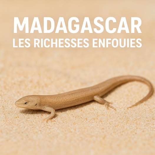 Madagascar : quand la terre révèle ce qu'on croyait perdu